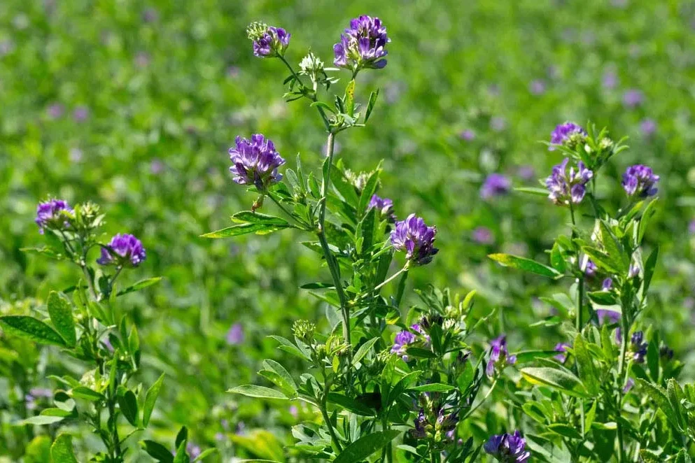 alfafa-medicago-sativa