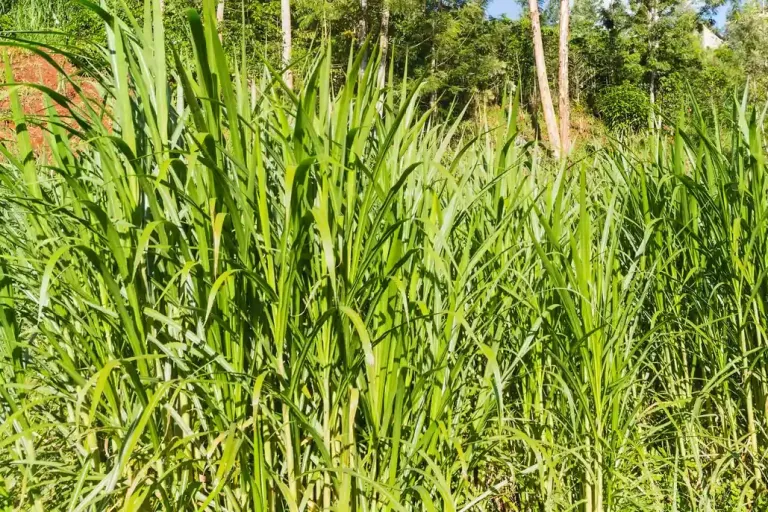 napier-grass-crop
