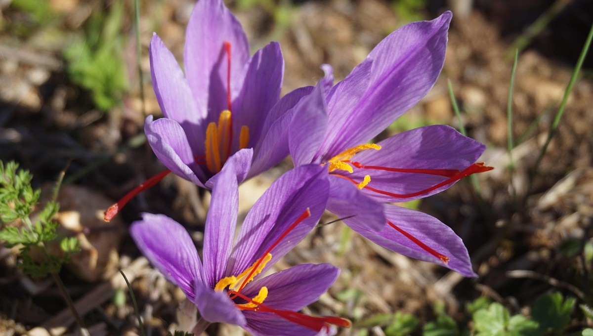 saffron flowers